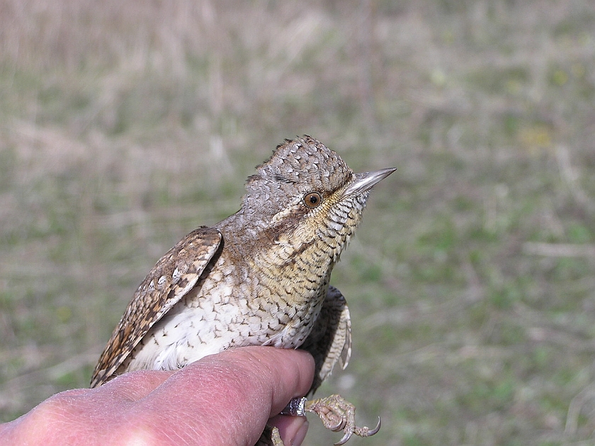 Eurasian Wryneck, Sundre 20050512